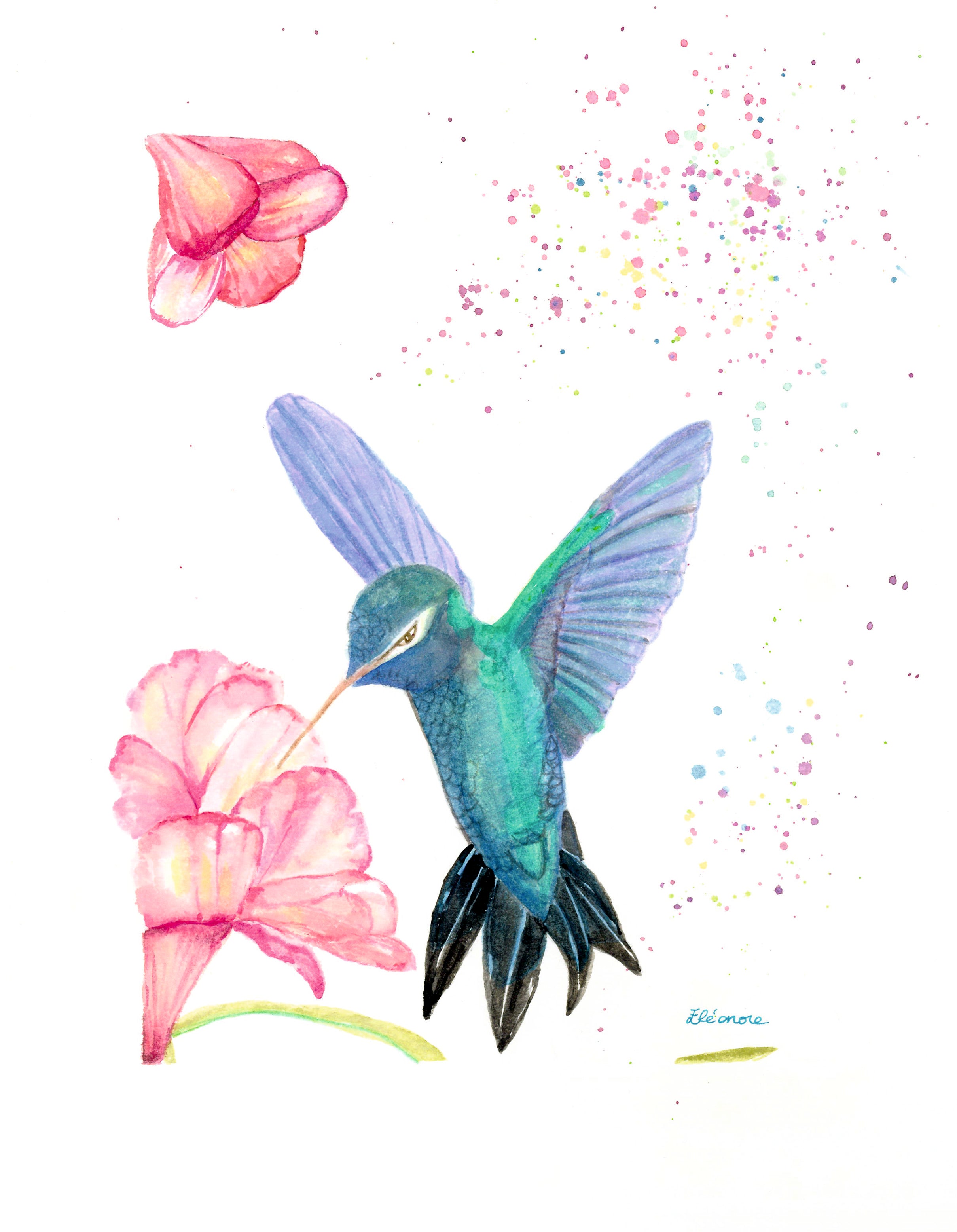 Colibri