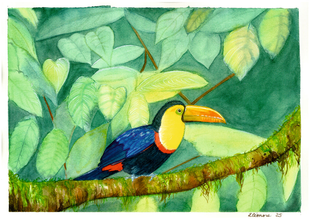 Acuarela a mano Tucán