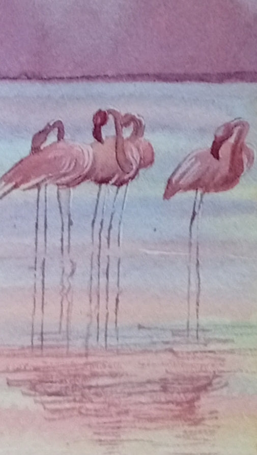 Flamencos Salinas , San pedro del Pinatar al atardecer