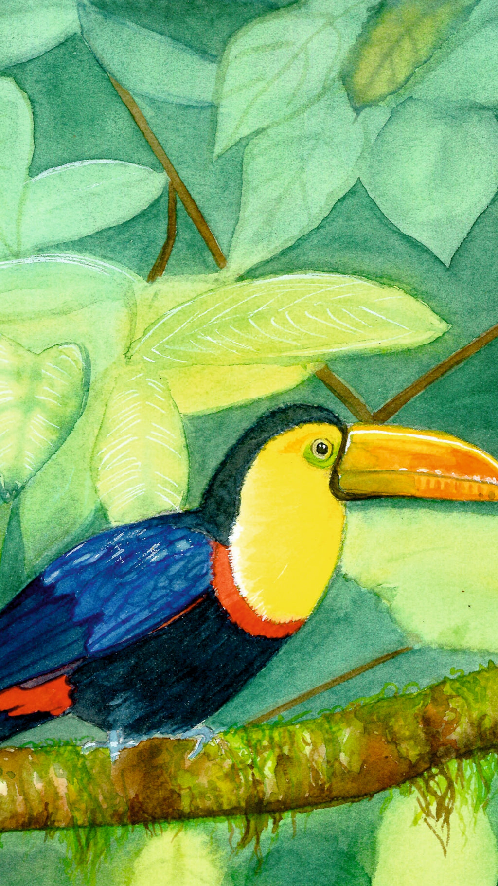 Acuarela a mano Tucán