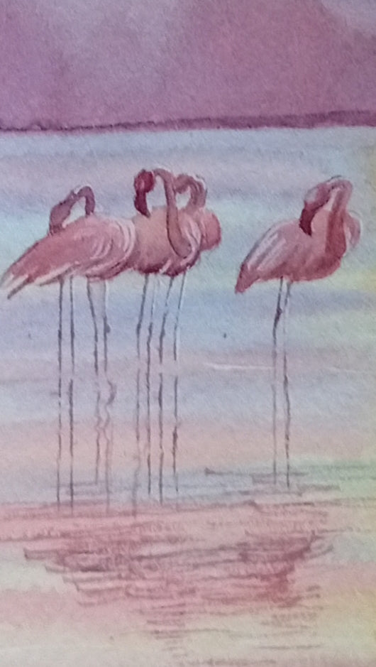 Flamencos Salinas , San pedro del Pinatar al atardecer