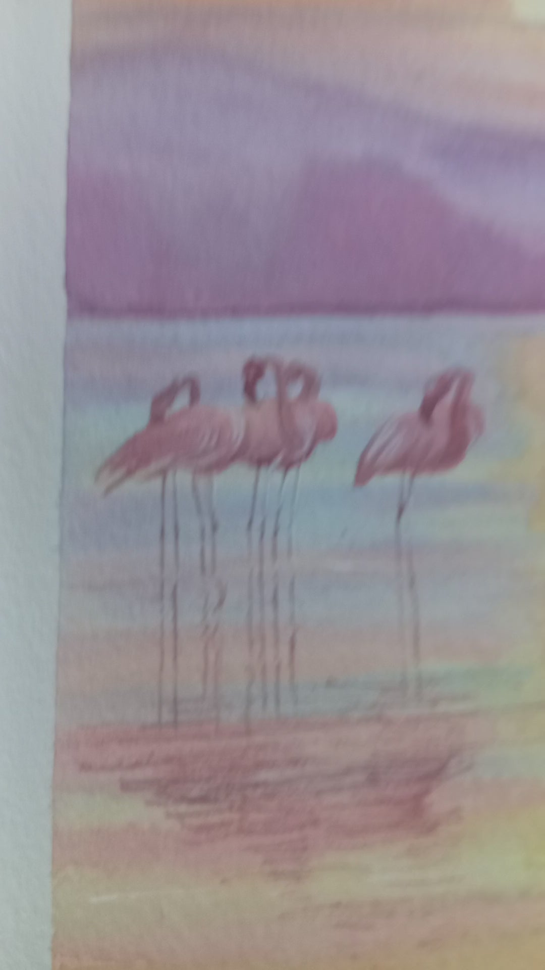 Flamencos Salinas , San pedro del Pinatar al atardecer